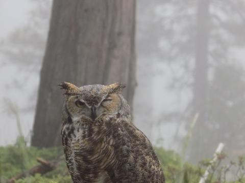 A Great Horned Owl!