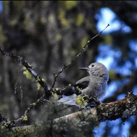 Clark's nutcracker in Ponderosa State Park