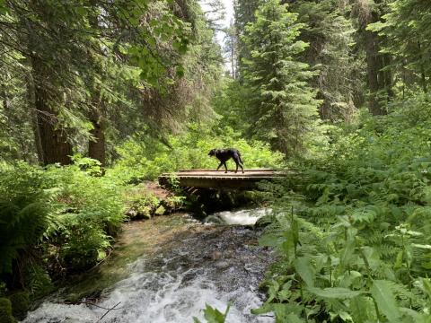 Dog and Creek