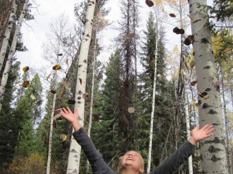 Aspen Grove