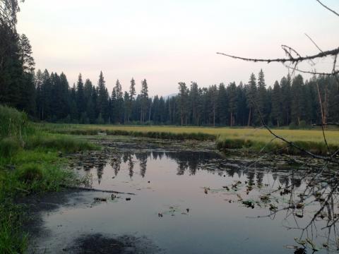 Lily Marsh in Summer, Becca Knudson 08/12/15