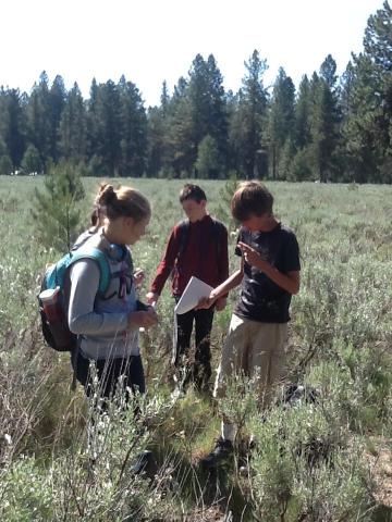 Sagebrush Meadow