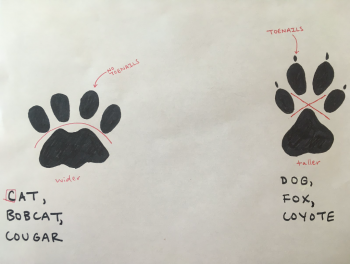 Examples of Feline and Canine Tracks